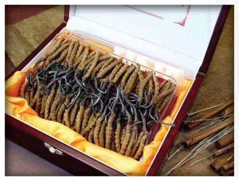 奉新冬虫夏草回收